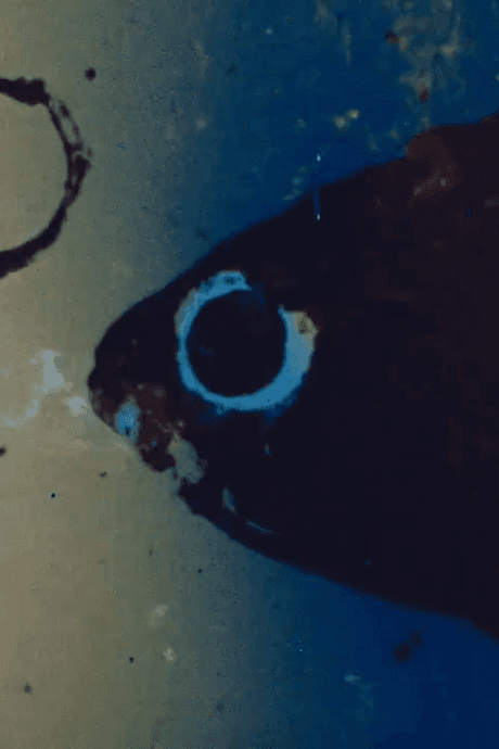 Anapoko