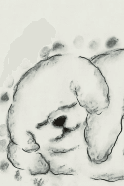 The Cloudy Dog Talk About